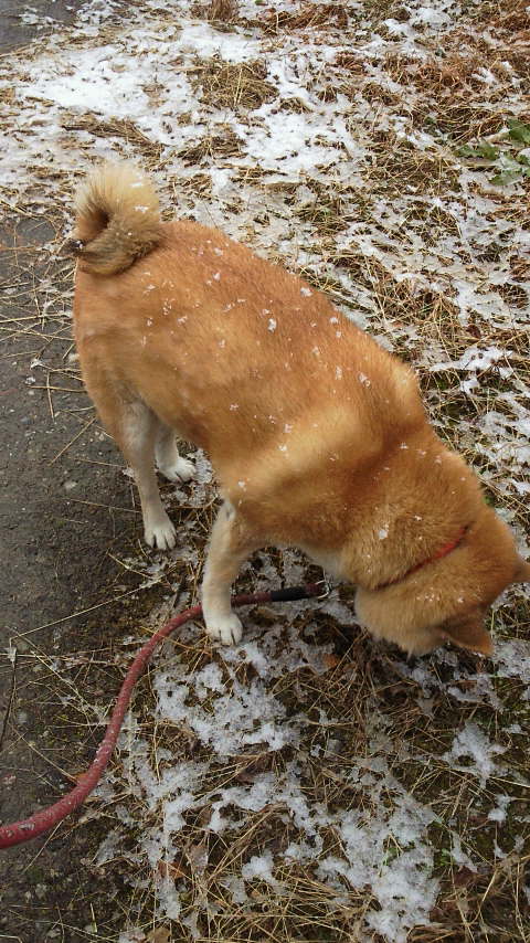 雪の日