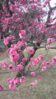 南公園梅まつり