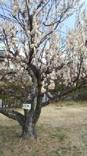 南公園梅まつり