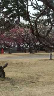 南公園梅まつり