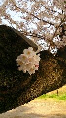 お花見
