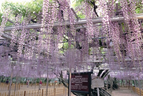 桜の次は、藤の花！