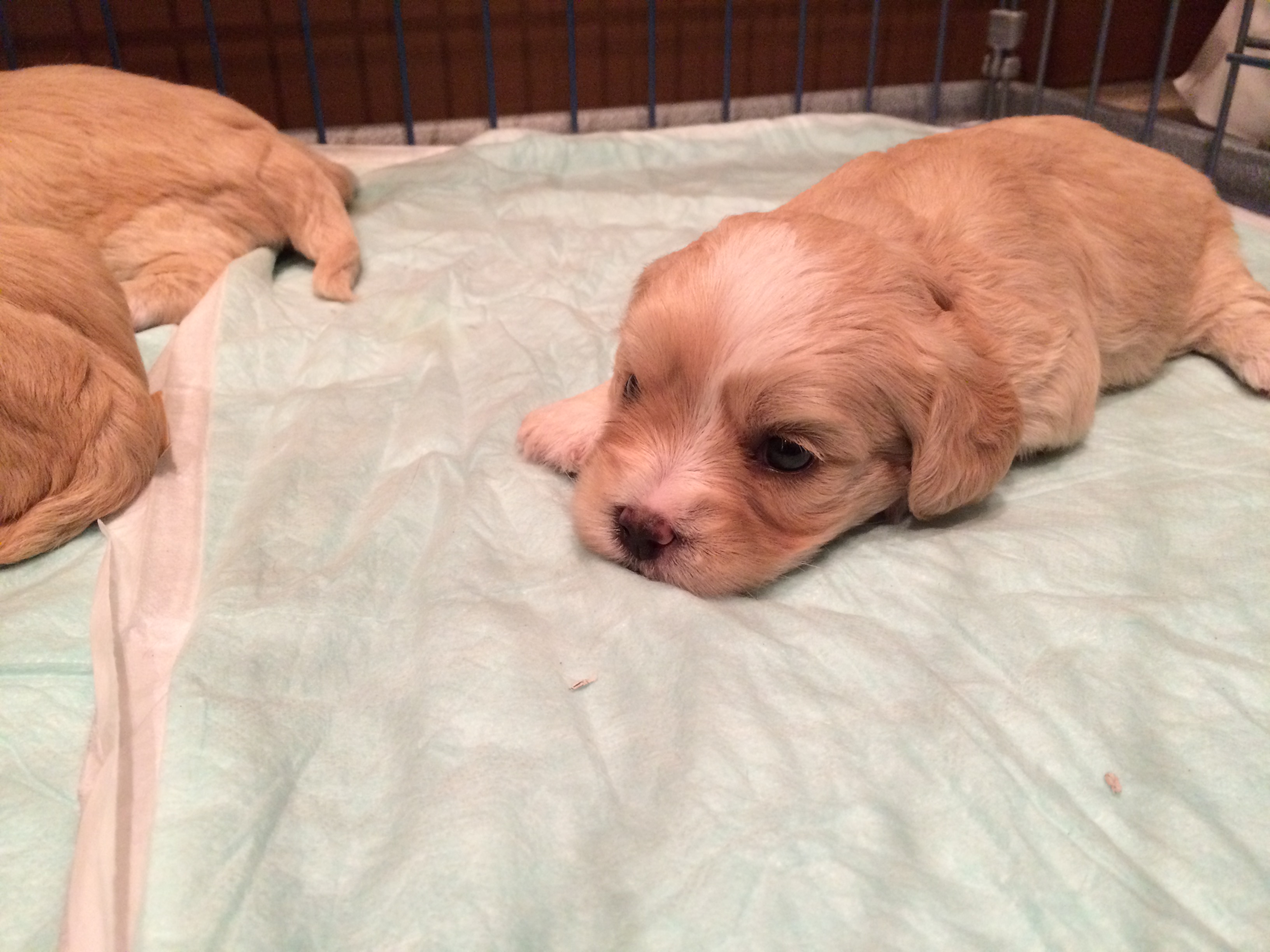 大きくなりました