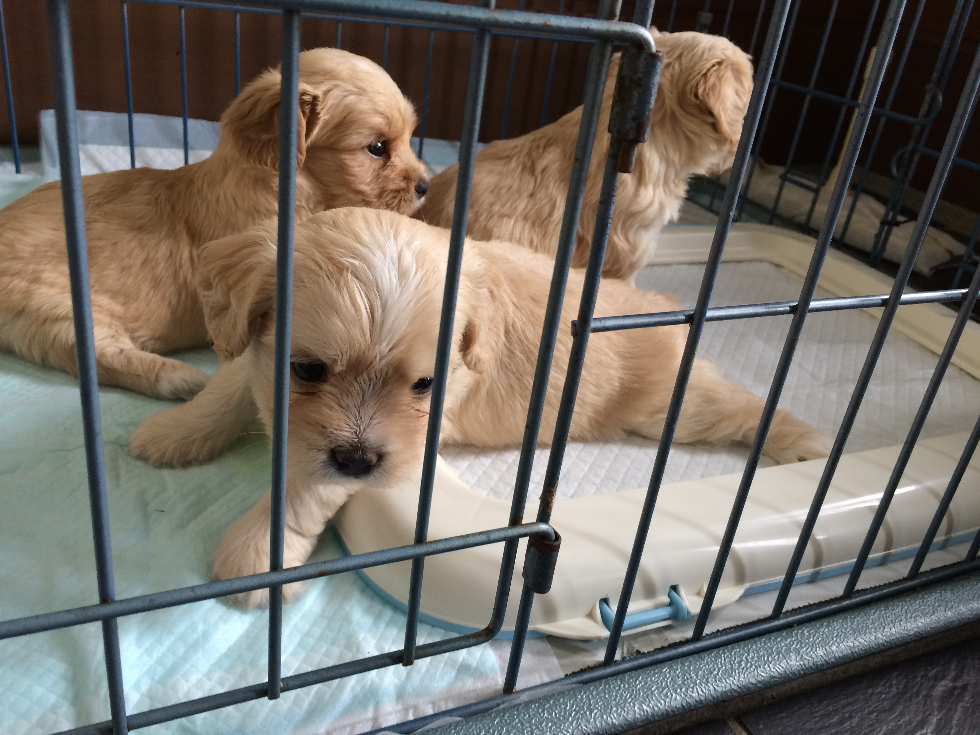 大きくなりました