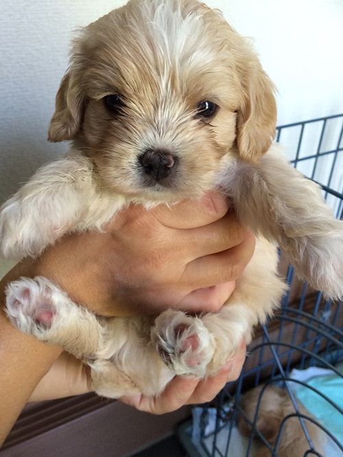 大きくなりました