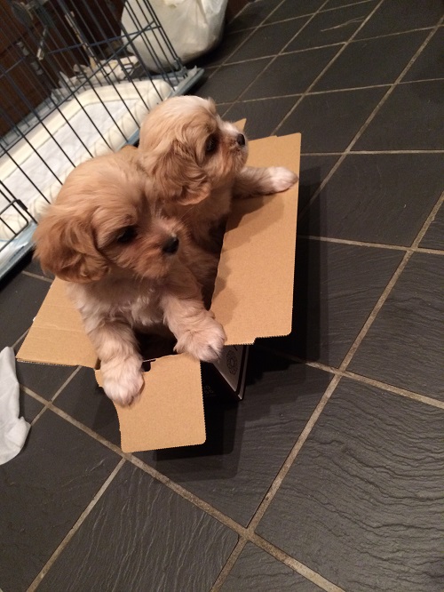 お別れしました(;_;)