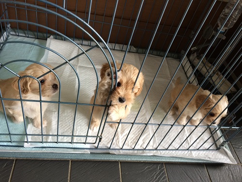 お別れしました(;_;)