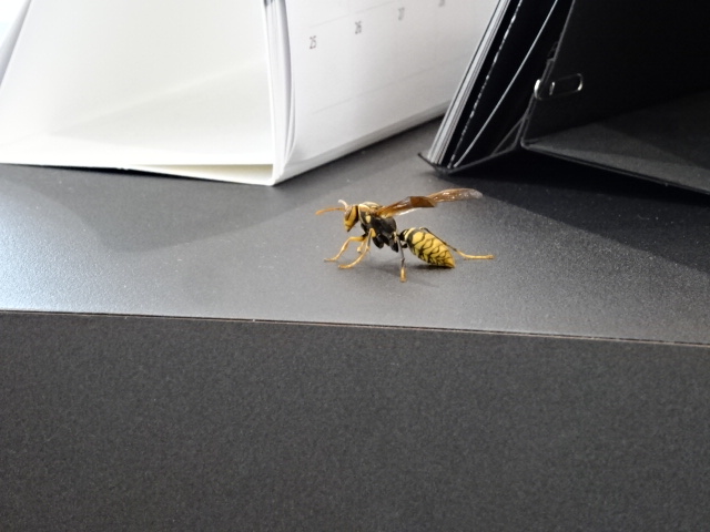 危機！！！！！