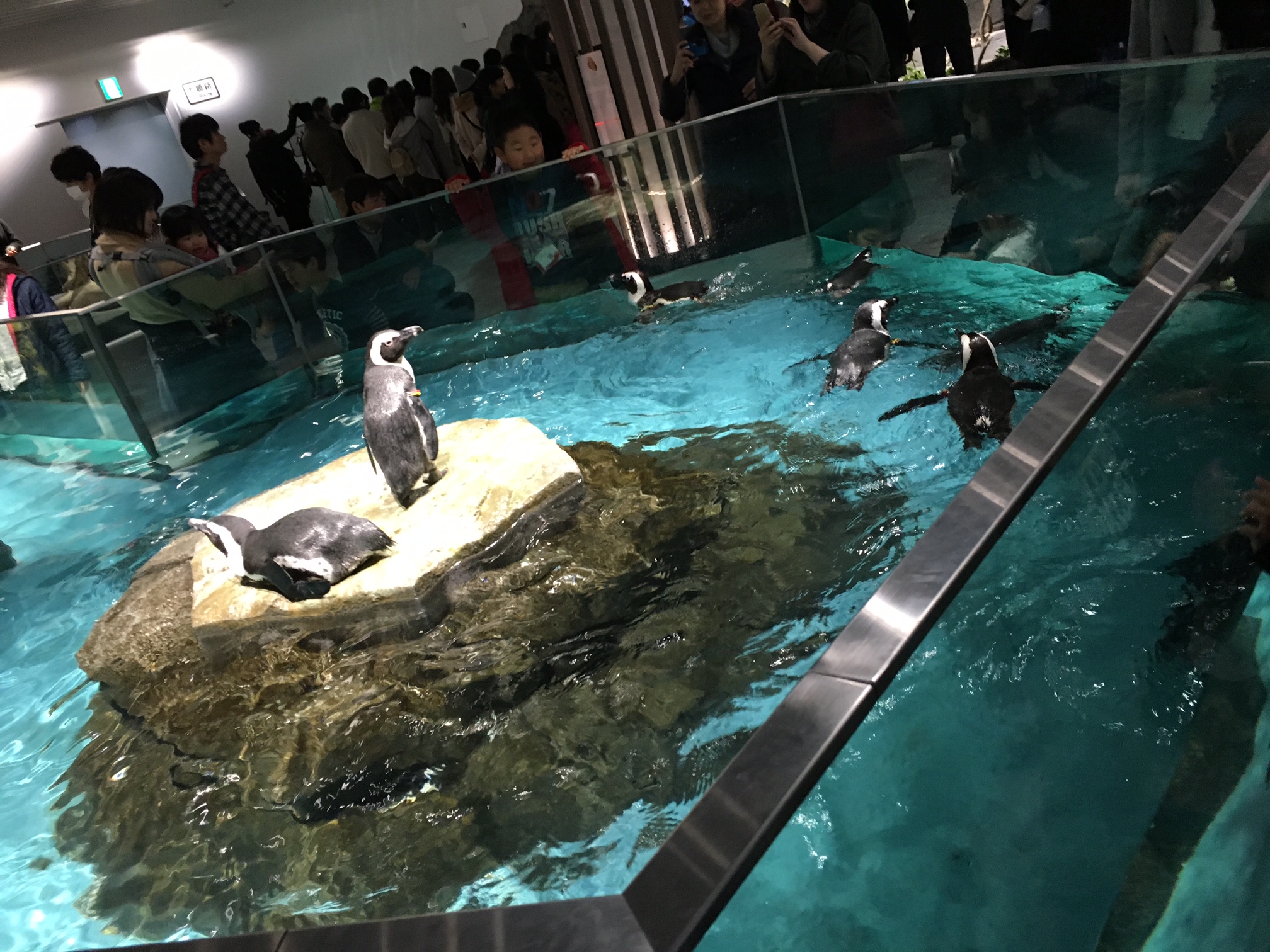 鵜飼の年末年始②