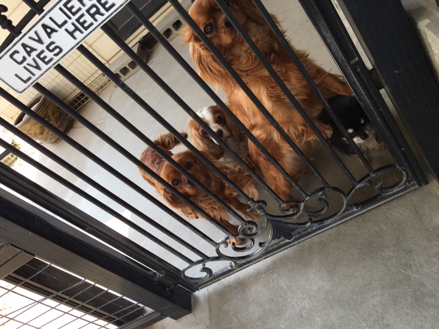 鵜飼家のわんこたち