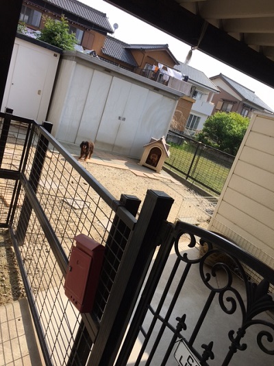 鵜飼家のわんこたち