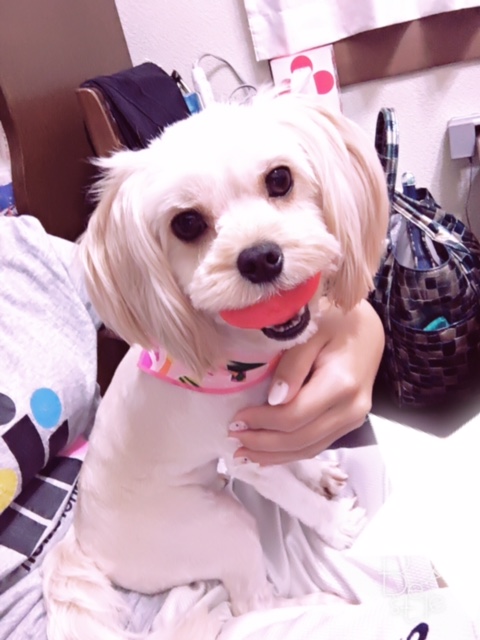 鵜飼家のわんこたち