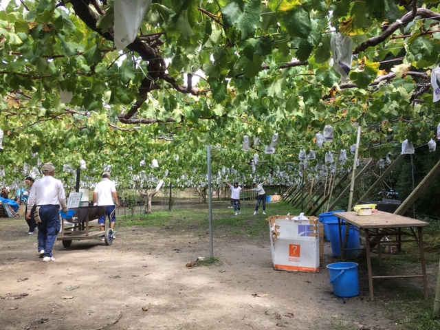 ぶどう狩り🍇