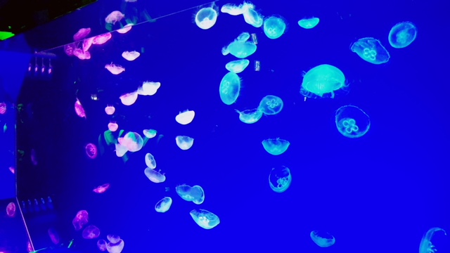 名古屋水族館