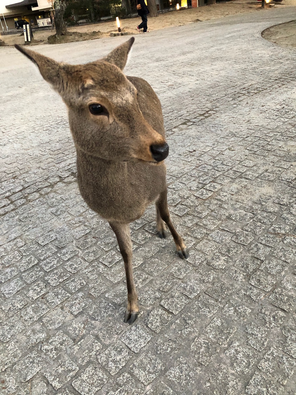 京都・奈良