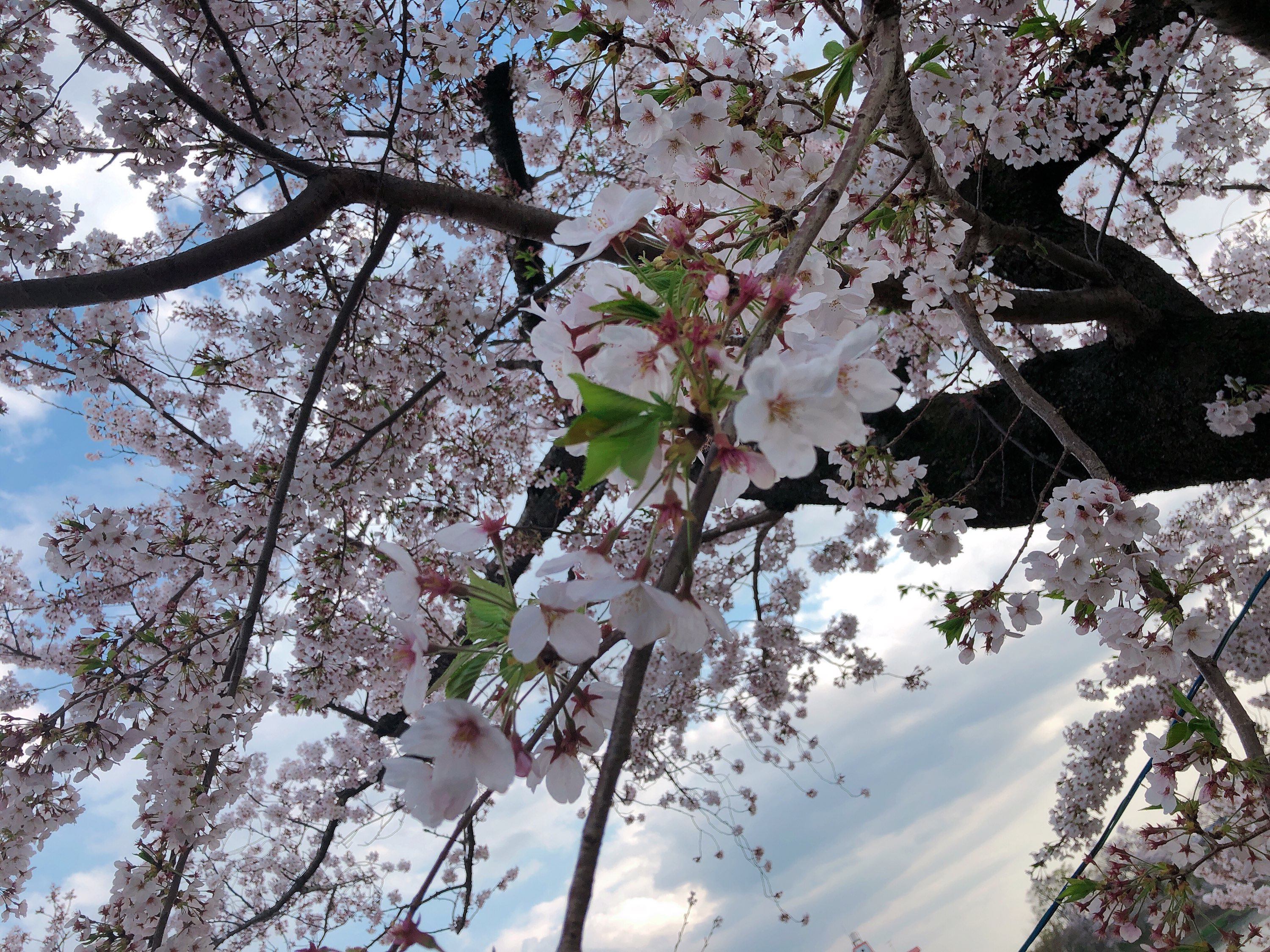 お花見🌸