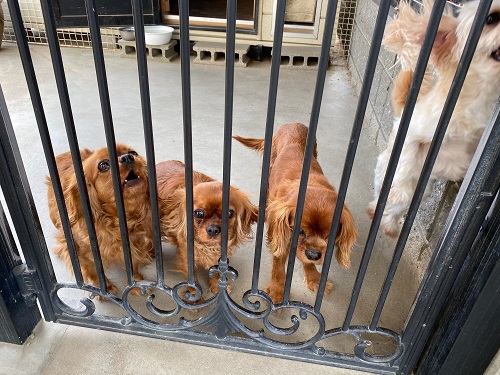 我が家のわんこ