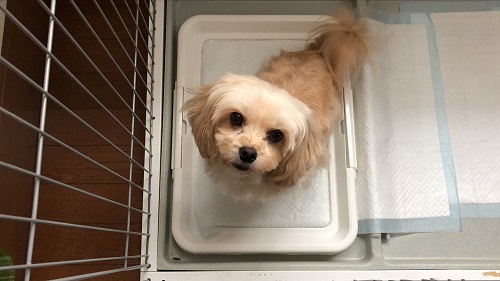 我が家のわんこ