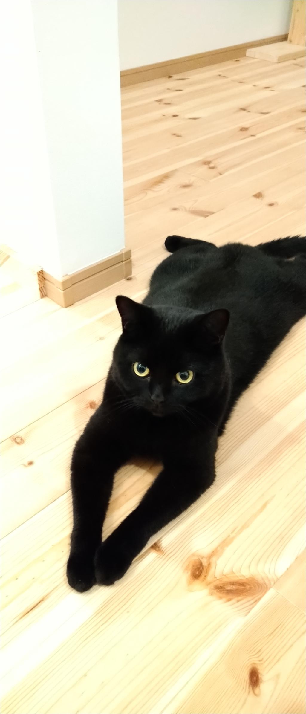 今日の猫足