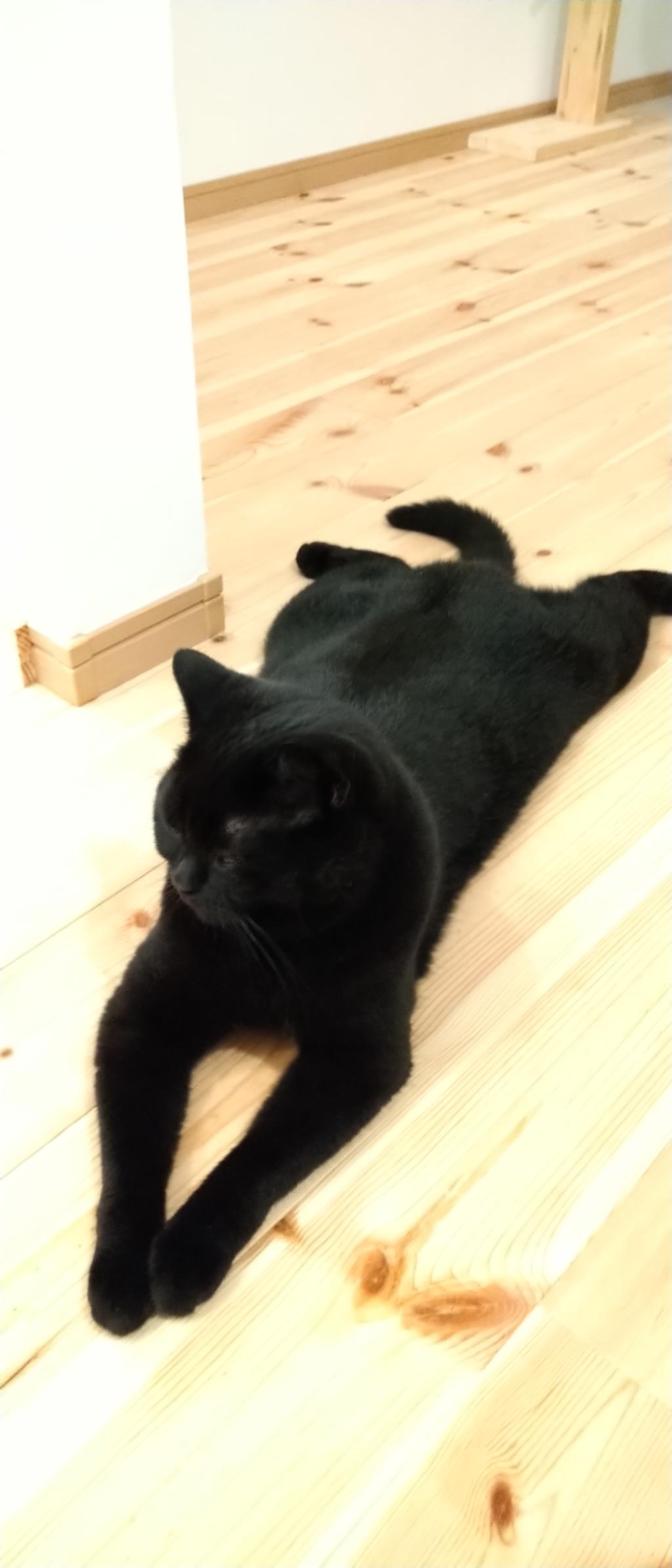 今日の猫足