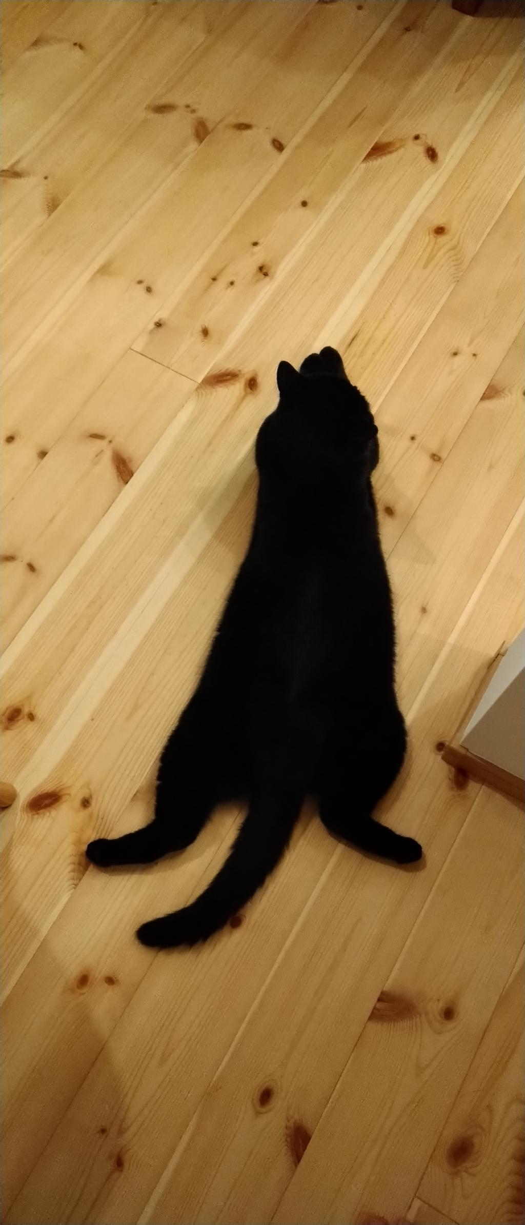 今日の猫足
