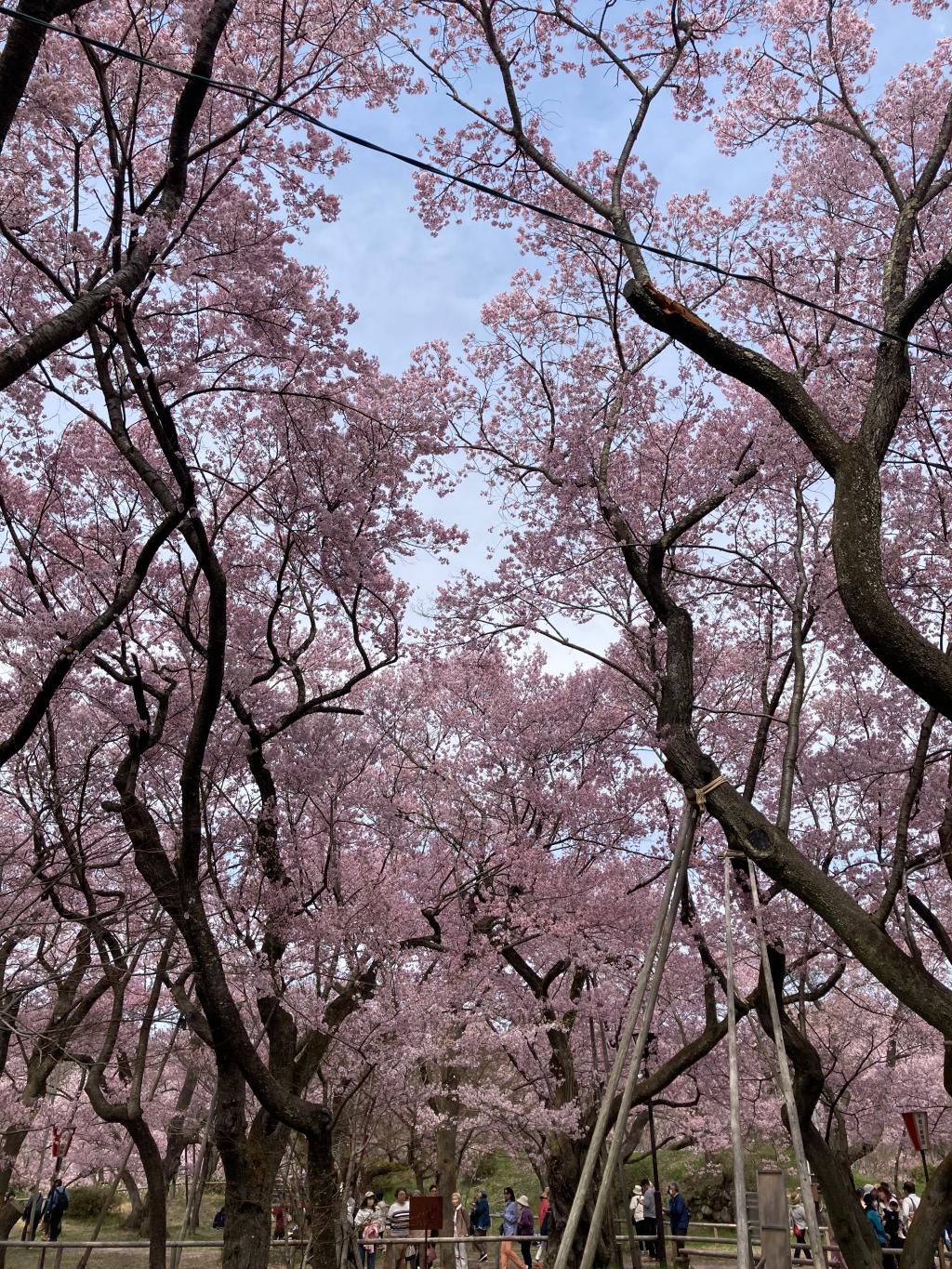 桜の名所行ってまいりました、