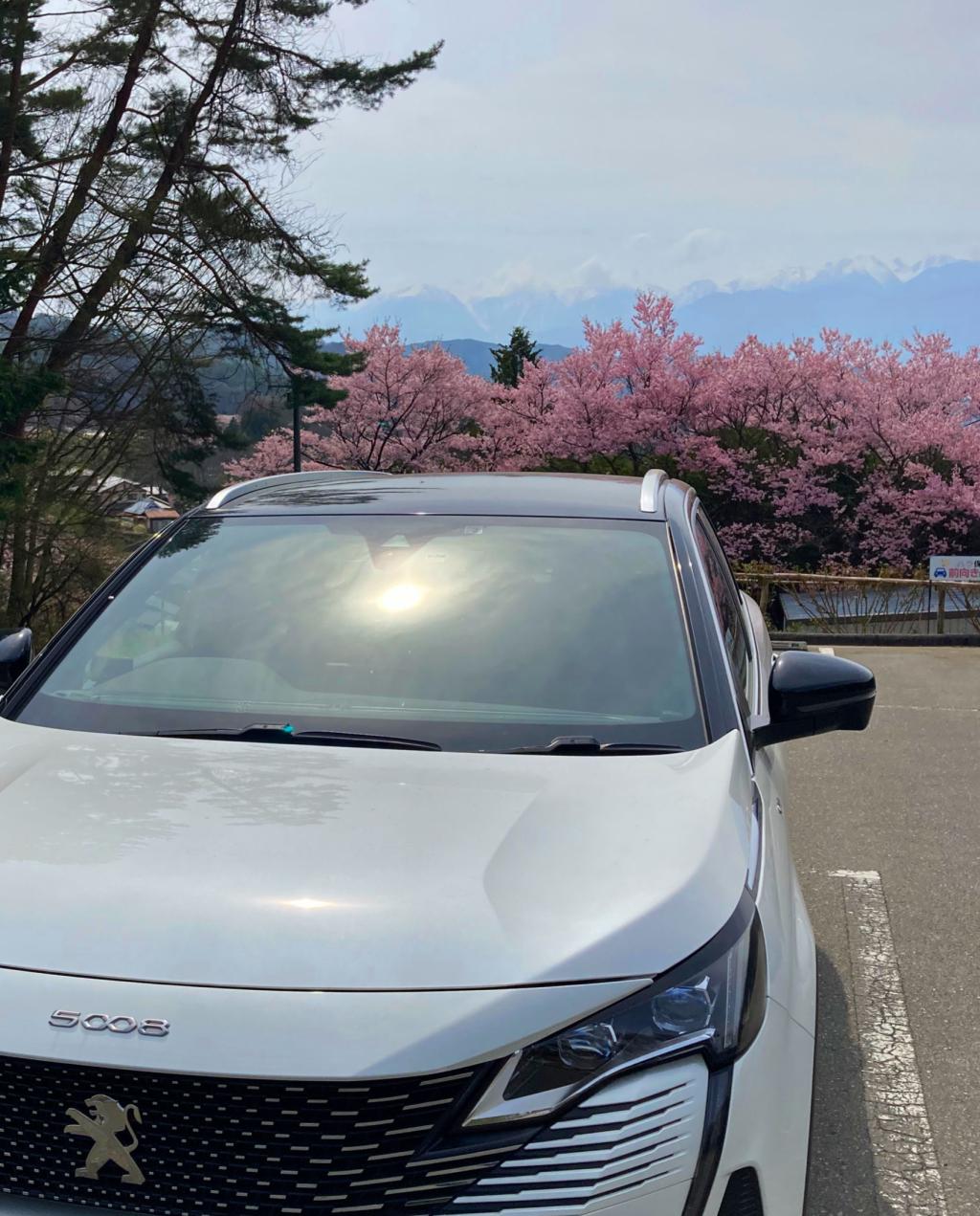 桜の名所行ってまいりました、