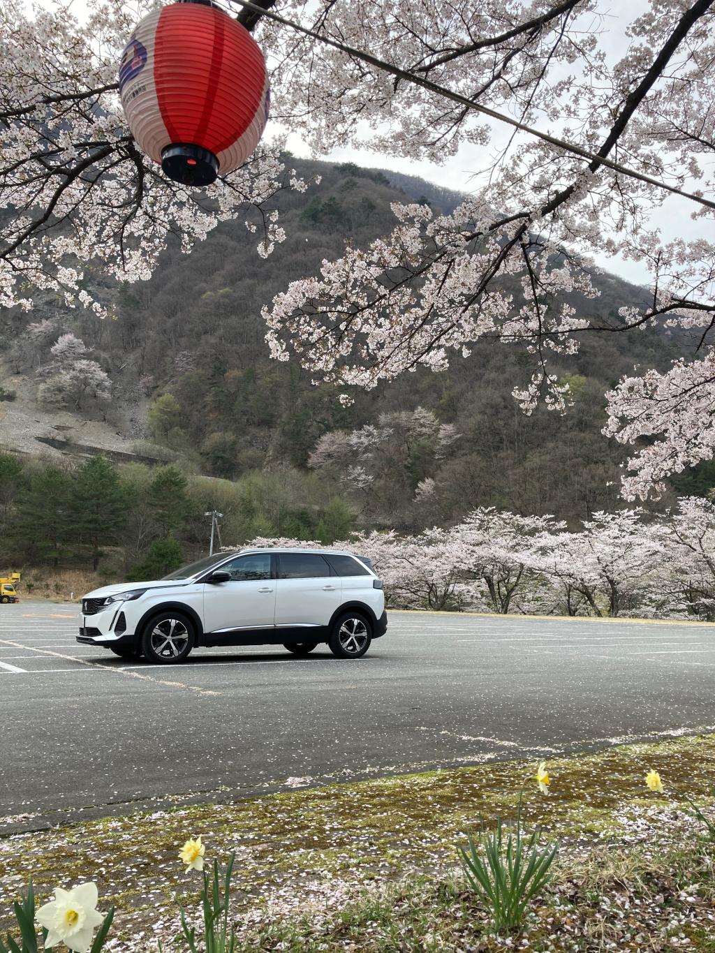 桜の名所行ってまいりました、