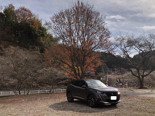 四季桜を観に 豊田へ行ってきました