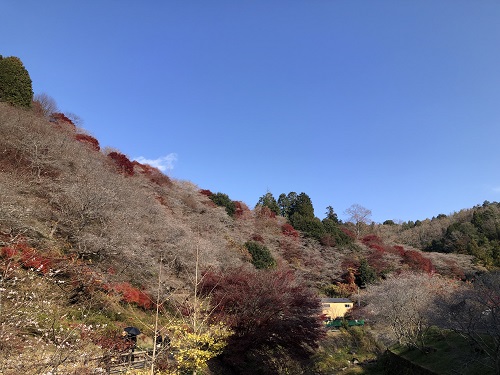 四季桜を観に 豊田へ行ってきました
