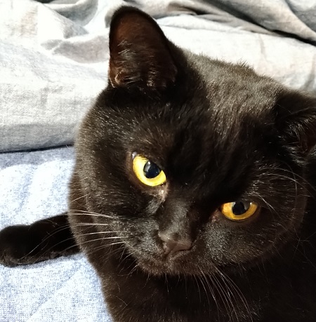ハロウィンと言えば黒猫(=^・^=)