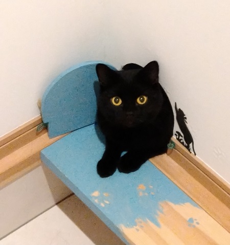 ハロウィンと言えば黒猫(=^・^=)
